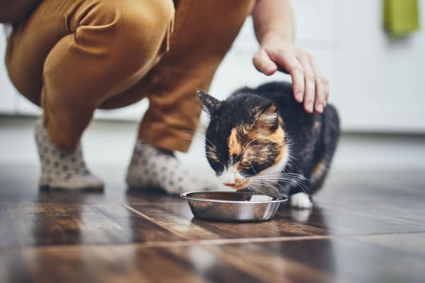suplementy diety dla kotów
